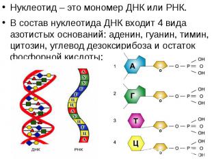 Нуклеотид – это мономер ДНК или РНК. Нуклеотид – это мономер ДНК или РНК. В сост
