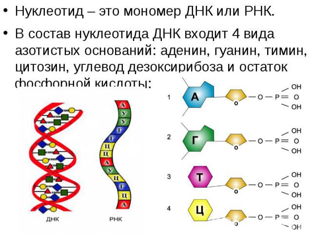 Нуклеотид – это мономер ДНК или РНК. Нуклеотид – это мономер ДНК или РНК. В состав нуклеотида ДНК входит 4 вида азотистых оснований: аденин, гуанин, тимин, цитозин, углевод дезоксирибоза и остаток фосфорной кислоты: