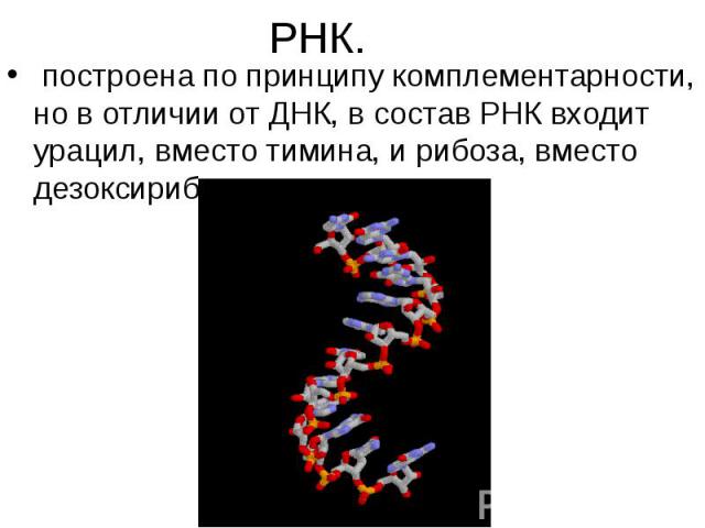 РНК. построена по принципу комплементарности, но в отличии от ДНК, в состав РНК входит урацил, вместо тимина, и рибоза, вместо дезоксирибозы.