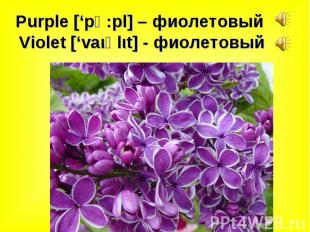 Purple [‘pә:pl] – фиолетовый Violet [‘vaιәlιt] - фиолетовый