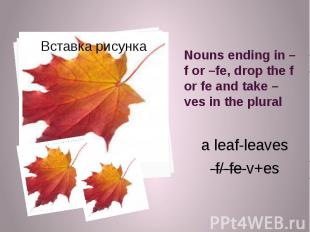 Nouns ending in –f or –fe, drop the f or fe and take –ves in the plural a leaf-l