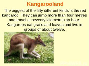 Kangarooland The biggest of the fifty different kinds is the red kangaroo. They