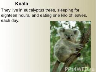 Koala They live in eucalyptus trees, sleeping for eighteen hours, and eating one