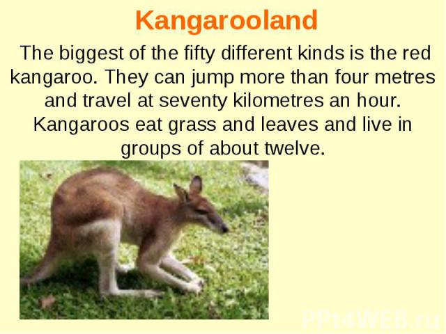 Kangarooland The biggest of the fifty different kinds is the red kangaroo. They can jump more than four metres and travel at seventy kilometres an hour. Kangaroos eat grass and leaves and live in groups of about twelve.