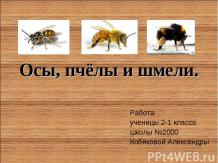 Осы, пчёлы и шмели