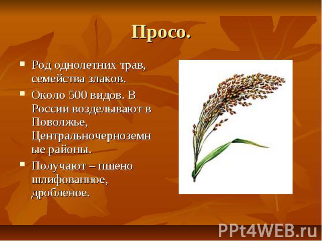 Просо. Род однолетних трав, семейства злаков. Около 500 видов. В России возделывают в Поволжье, Центральночерноземные районы. Получают – пшено шлифованное, дробленое.