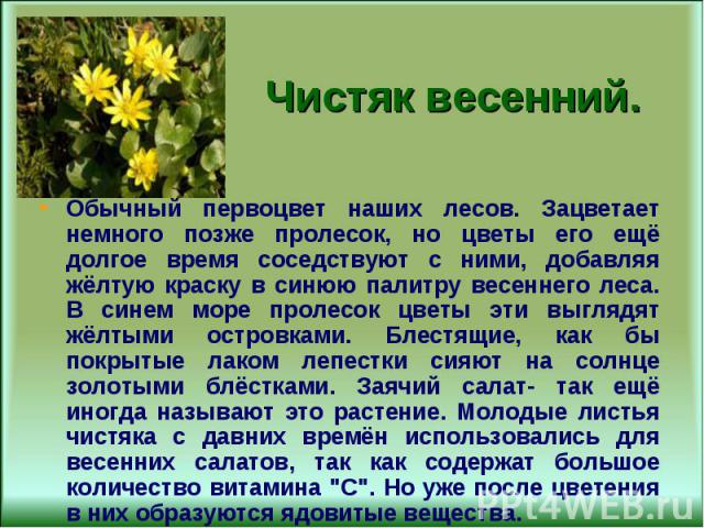 Обычный первоцвет наших лесов. Зацветает немного позже пролесок, но цветы его ещё долгое время соседствуют с ними, добавляя жёлтую краску в синюю палитру весеннего леса. В синем море пролесок цветы эти выглядят жёлтыми островками. Блестящие, как бы …