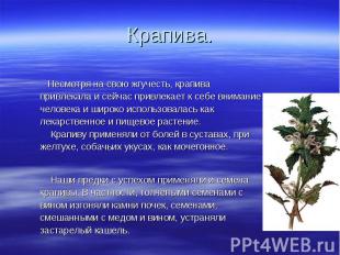 Крапива. Несмотря на свою жгучесть, крапива привлекала и сейчас привлекает к себ