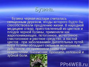 Бузина. Бузина черная исстари считалась священным деревом, ягоды которого будто