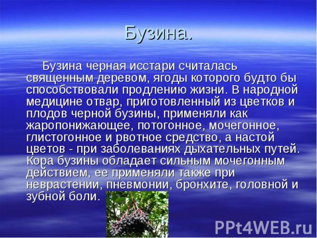 Бузина. Бузина черная исстари считалась священным деревом, ягоды которого будто бы способствовали продлению жизни. В народной медицине отвар, приготовленный из цветков и плодов черной бузины, применяли как жаропонижающее, потогонное, мочегонное, гли…