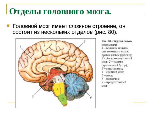 Отделы головного мозга. Головной мозг имеет сложное строение, он состоит из нескольких отделов (рис. 80).