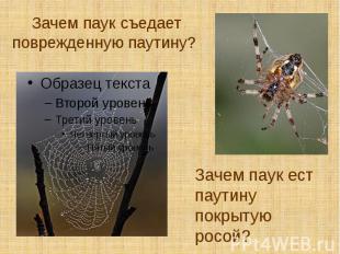 Зачем паук съедает поврежденную паутину?