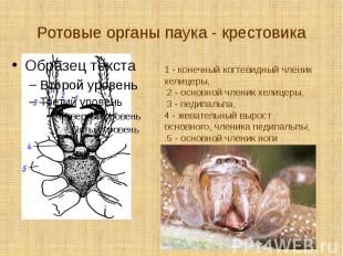 Ротовые органы паука - крестовика