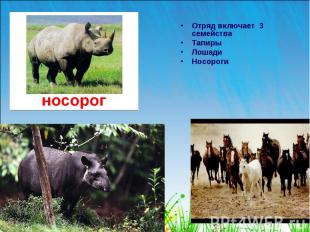 Отряд включает 3 семейства Отряд включает 3 семейства Тапиры Лошади Носороги