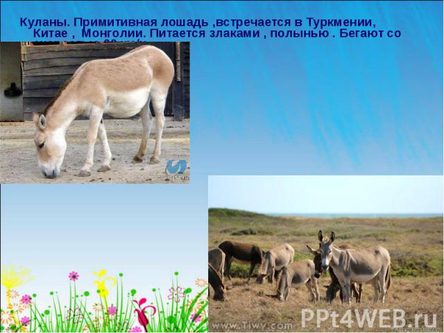 Куланы. Примитивная лошадь ,встречается в Туркмении, Китае , Монголии. Питается злаками , полынью . Бегают со скоростью 60 км/ч Куланы. Примитивная лошадь ,встречается в Туркмении, Китае , Монголии. Питается злаками , полынью . Бегают со скоростью 60 км/ч