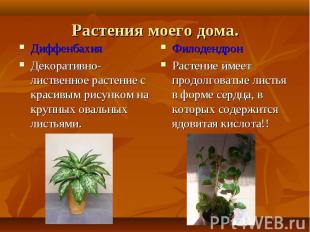 Диффенбахия Диффенбахия Декоративно-лиственное растение с красивым рисунком на к