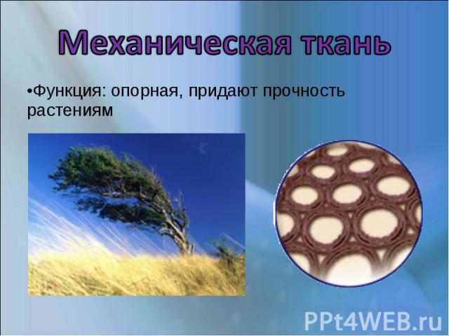 Функция: опорная, придают прочность растениям Функция: опорная, придают прочность растениям