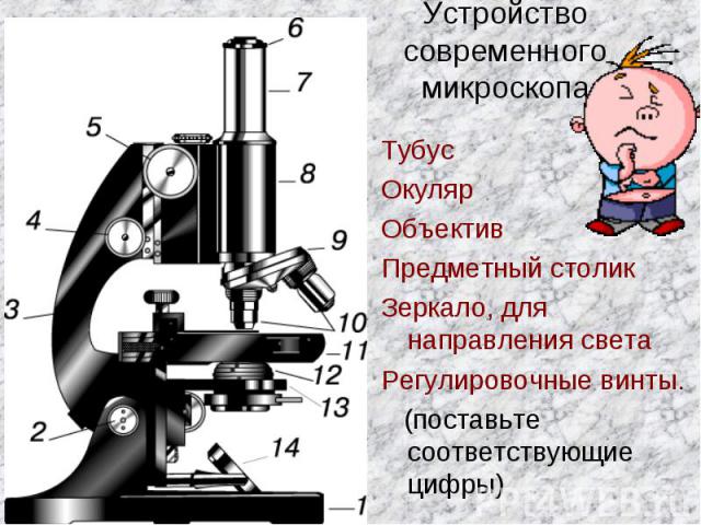 Устройство современного микроскопа Тубус Окуляр Объектив Предметный столик Зеркало, для направления света Регулировочные винты. (поставьте соответствующие цифры)