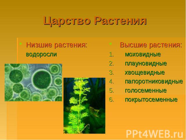 Царство Растения Низшие растения: водоросли