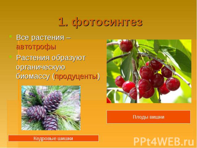 1. фотосинтез Все растения – автотрофы Растения образуют органическую биомассу (продуценты)