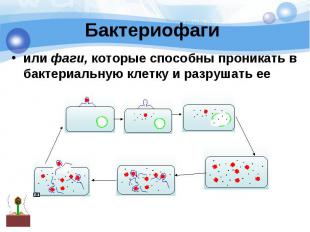 Бактериофаги или фаги, которые способны проникать в бактериальную клетку и разру