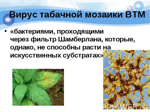 Вирус табачной мозаики ВТМ «бактериями, проходящими через фильтр Шамберлана, которые, однако, не способны расти на искусственных субстратах»