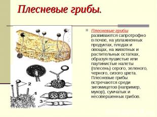 Плесневые грибы развиваются сапротрофно в почве, на увлажненных продуктах, плода