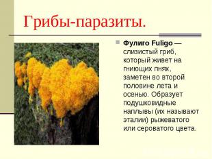 Фулиго Fuligo — слизистый гриб, который живет на гниющих пнях, заметен во второй