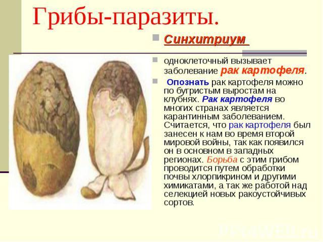 Синхитриум Синхитриум одноклеточный вызывает заболевание рак картофеля. Опознать рак картофеля можно по бугристым выростам на клубнях. Рак картофеля во многих странах является карантинным заболеванием. Считается, что рак картофеля был занесен к нам …