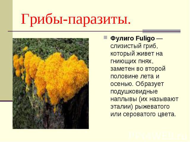 Фулиго Fuligo — слизистый гриб, который живет на гниющих пнях, заметен во второй половине лета и осенью. Образует подушковидные наплывы (их называют эталии) рыжеватого или сероватого цвета. Фулиго Fuligo — слизистый гриб, который живет на гниющих пн…