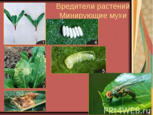 Вредители растений Минирующие мухи