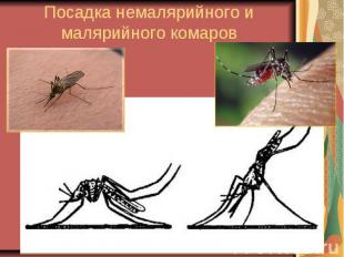 Посадка немалярийного и малярийного комаров