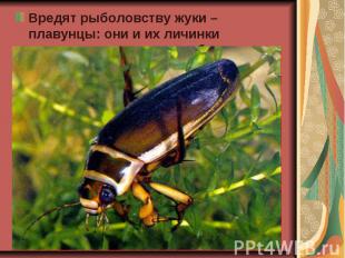 Вредят рыболовству жуки – плавунцы: они и их личинки нападают на мальков рыб. Вр