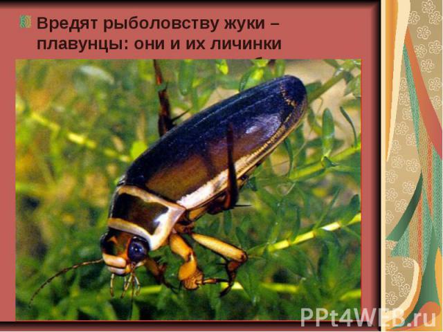 Вредят рыболовству жуки – плавунцы: они и их личинки нападают на мальков рыб. Вредят рыболовству жуки – плавунцы: они и их личинки нападают на мальков рыб.