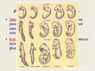 Эмбриологические доказательства эволюции. Закон зародышевого сходства (К.Бэр): н