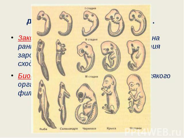 Эмбриологические доказательства эволюции. Закон зародышевого сходства (К.Бэр): на ранних этапах эмбрионального развития зародыши всех позвоночных животных сходны между собой. Биогенетический закон – онтогенез всякого организма есть краткое повторени…