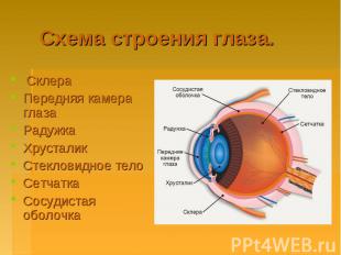 Схема строения глаза. Склера Передняя камера глаза Радужка Хрусталик Стекловидно