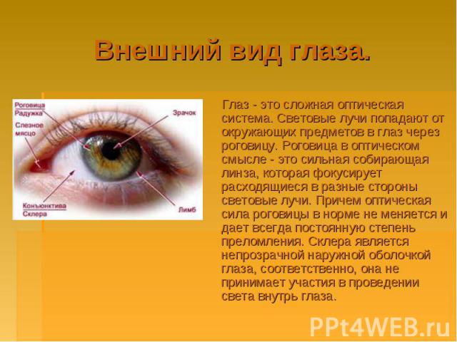 Внешний вид глаза. Глаз - это сложная оптическая система. Световые лучи попадают от окружающих предметов в глаз через роговицу. Роговица в оптическом смысле - это сильная собирающая линза, которая фокусирует расходящиеся в разные стороны световые лу…