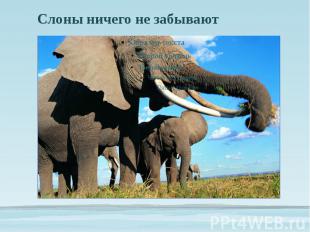 Слоны ничего не забывают