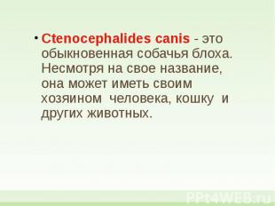 Ctenocephalides canis - это обыкновенная собачья блоха. Несмотря на свое названи
