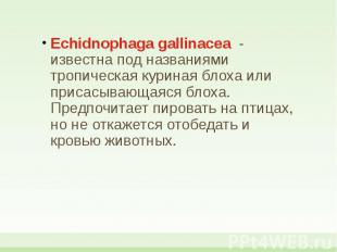 Echidnophaga gallinacea - известна под названиями тропическая куриная блоха или