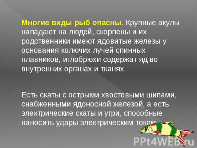 Многие виды рыб опасны. Крупные акулы нападают на людей, скорпены и их родственники имеют ядовитые железы у основания колючих лучей спинных плавников, иглобрюхи содержат яд во внутренних органах и тканях. Многие виды рыб опасны. Крупные акулы напада…