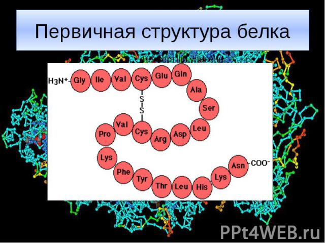 Первичная структура белка
