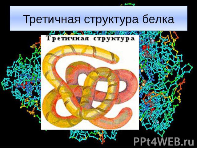 Третичная структура белка