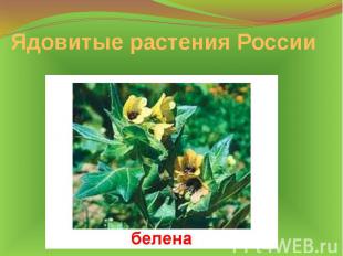Ядовитые растения России