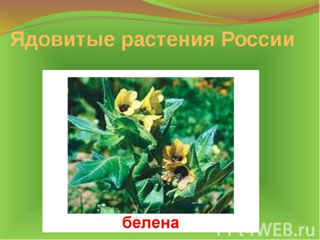 Ядовитые растения России