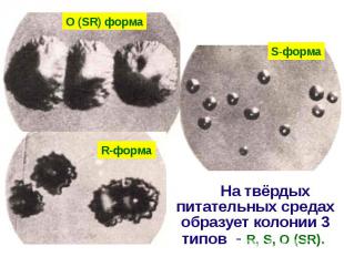На твёрдых питательных средах образует колонии 3 типов - R, S, O (SR). На твёрды