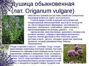 Душица обыкновенная (лат. Origanum vulgare) Многолетнее травянистое растение сем