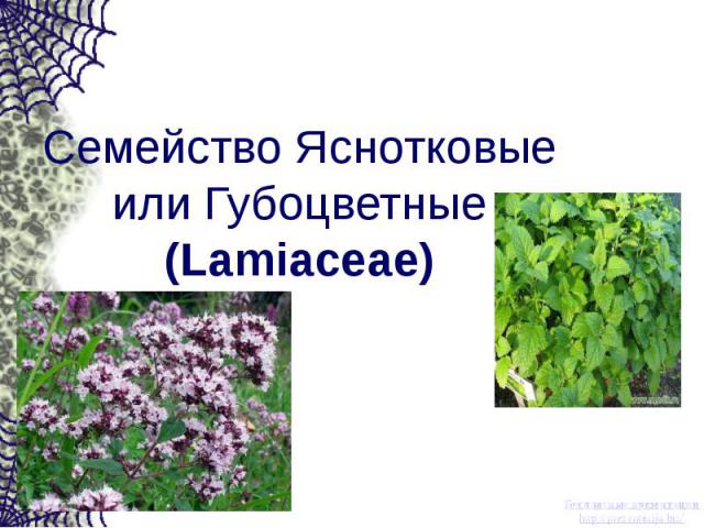 Семейство Яснотковые или Губоцветные (Lamiaceae)