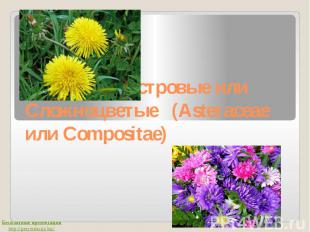 Семейство Астровые или Сложноцветые (Asteraceae или Compositae)